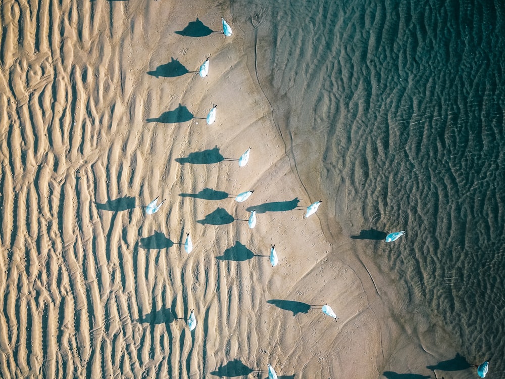 Vista aérea de una bandada de pájaros blancos durante el día