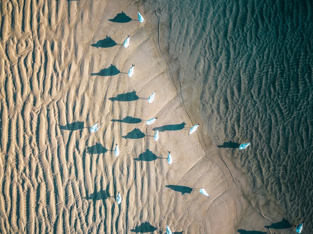 Vista aérea do bando de pássaros brancos durante o dia