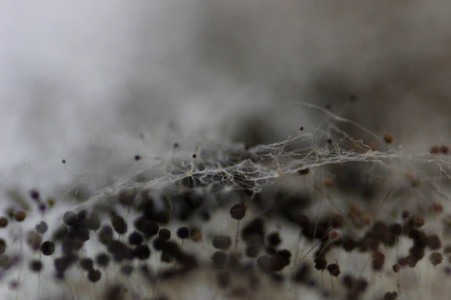 A contemplative person gazing at a complex web of natural and human-made systems.