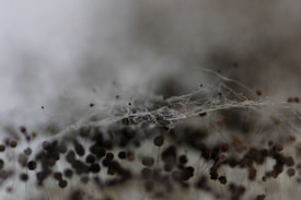 An intricate pattern of delicate, web-like structures intertwined with clusters of small, spherical shapes. The scene conveys a sense of organic complexity and natural texture, with a muted color palette enhancing the mysterious atmosphere.