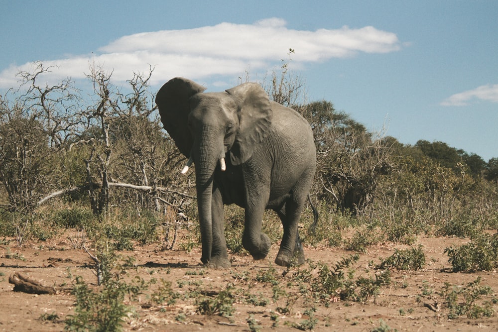 elefante grigio sotto il cielo blu durante il giorno