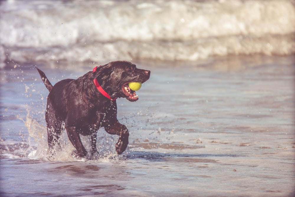 schwarzer Hund apportiert gelben Ball