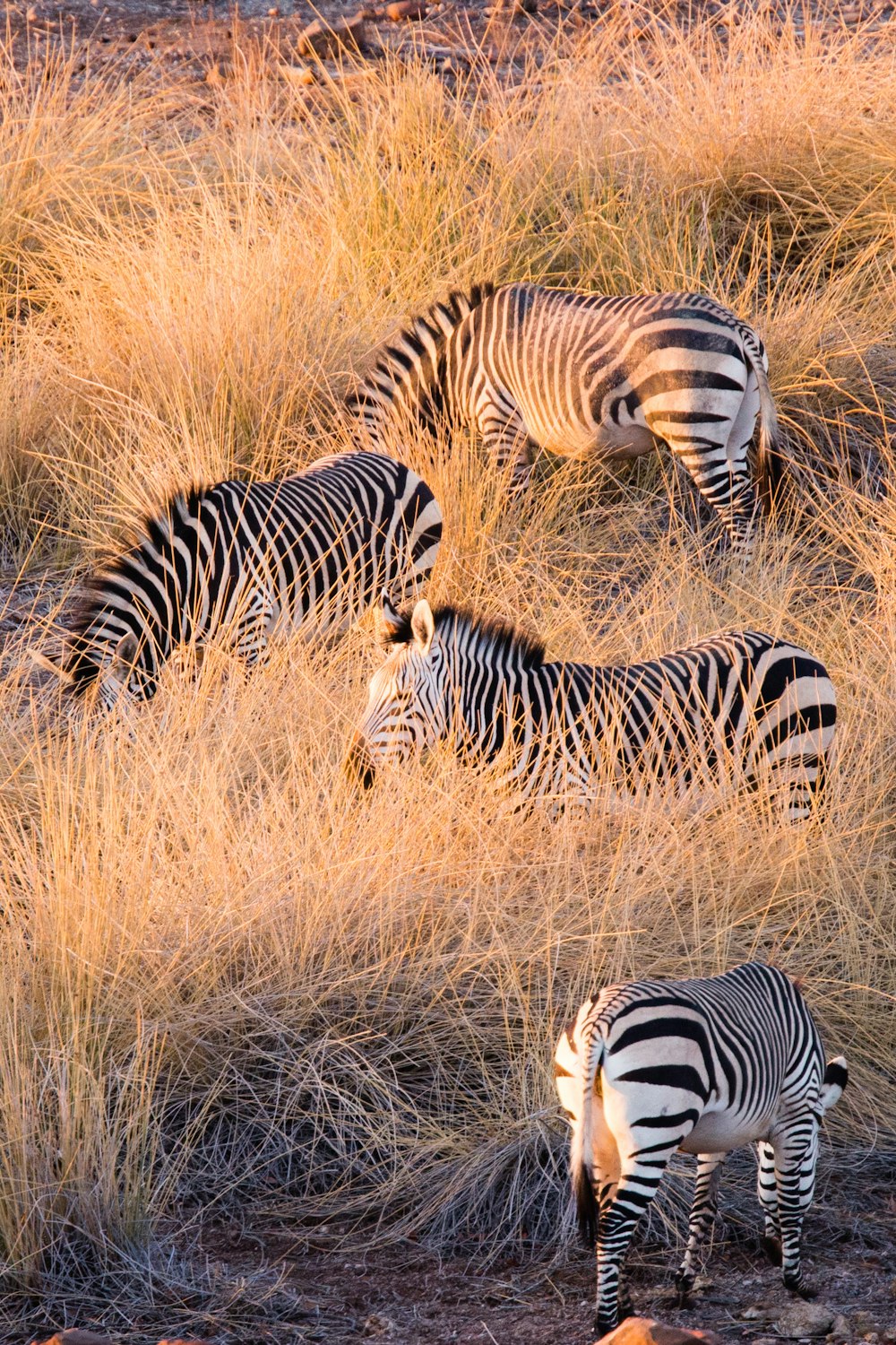four zebras in field