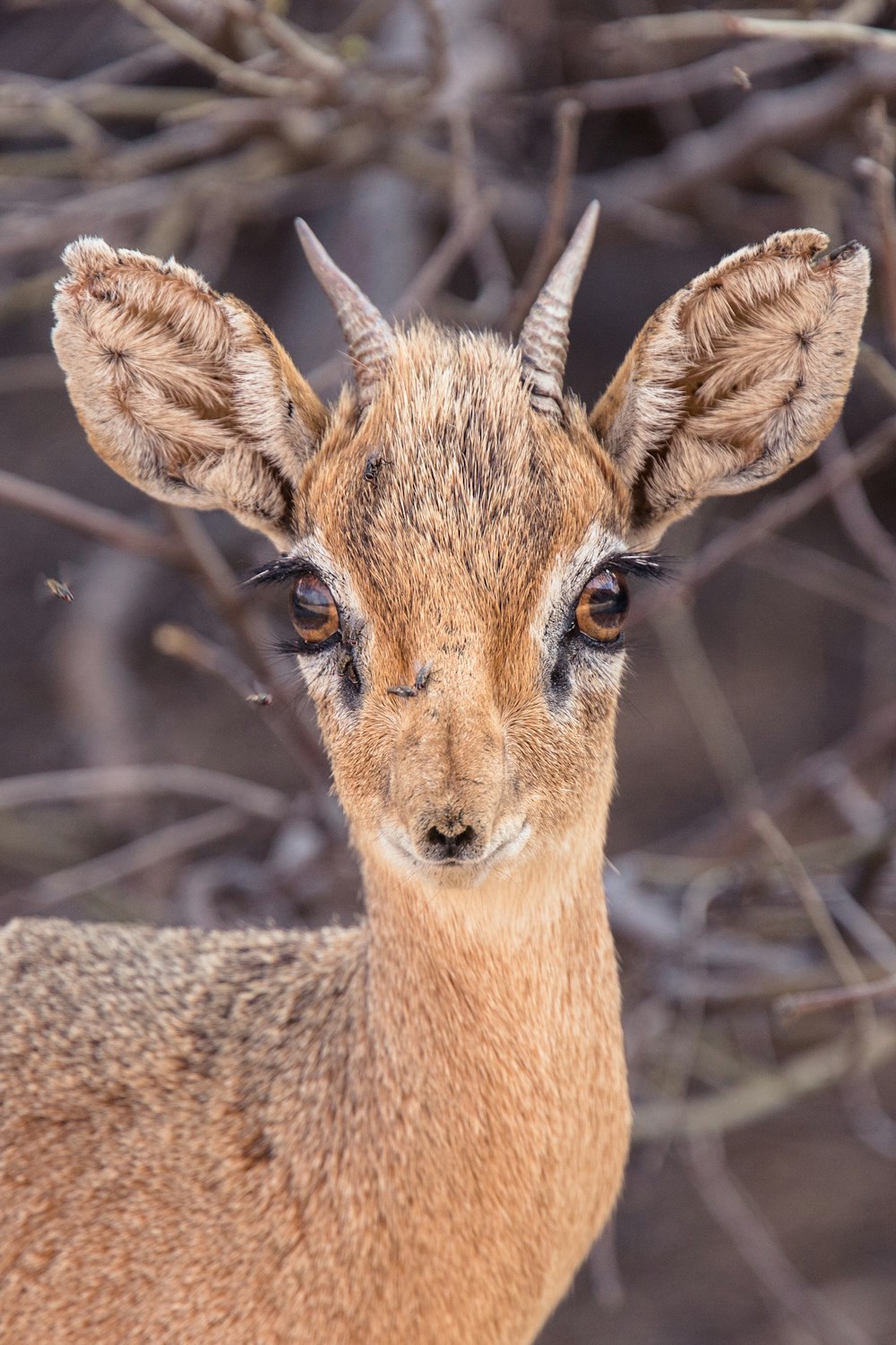 close up photo of brown deer