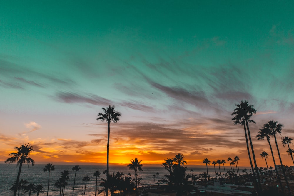 silhouette of trees near body of water during sunset