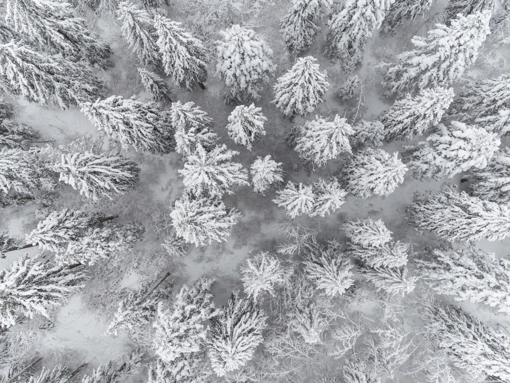 snow-covered forest