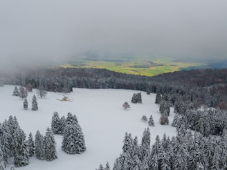 snow covered pine trees during daytime