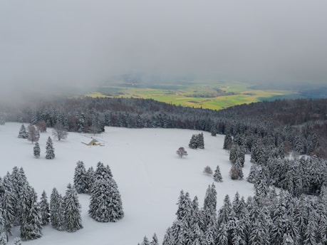 snow covered pine trees during daytime