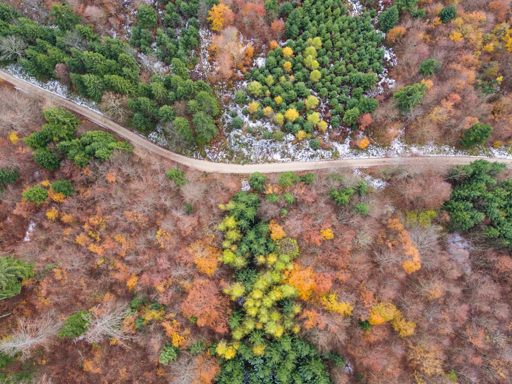 Fotografía de vista aérea de un lote de árboles verdes