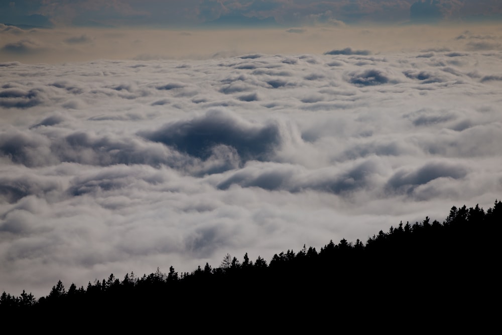 clouds over forest silhouette