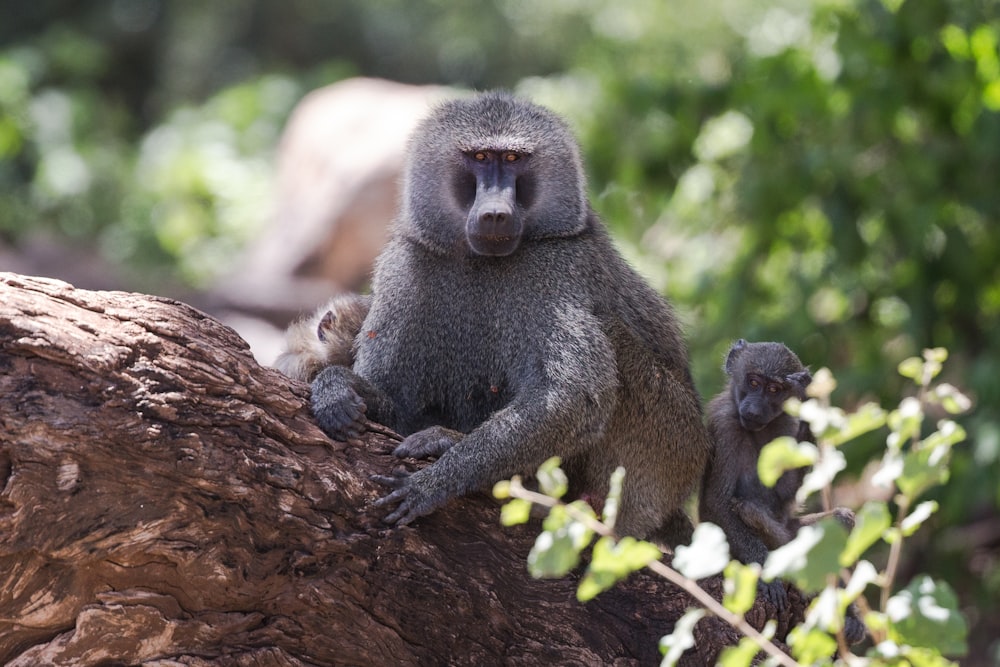 monkeys on tree