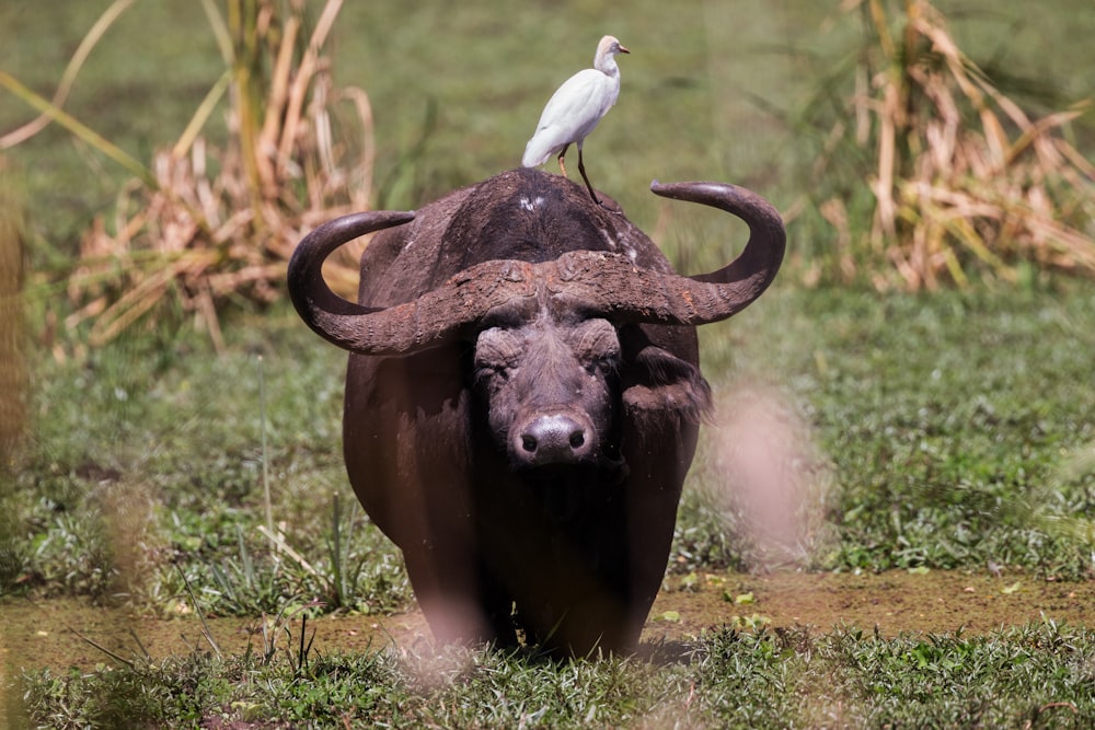 bird on buffalo at daytime