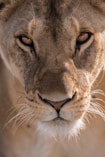 close-up photography of lioness head
