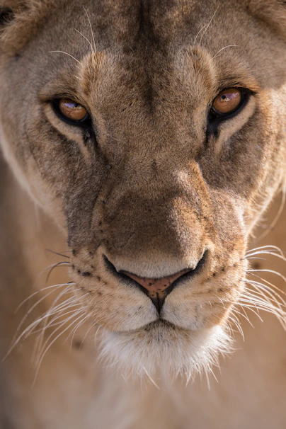 close-up photography of lioness head