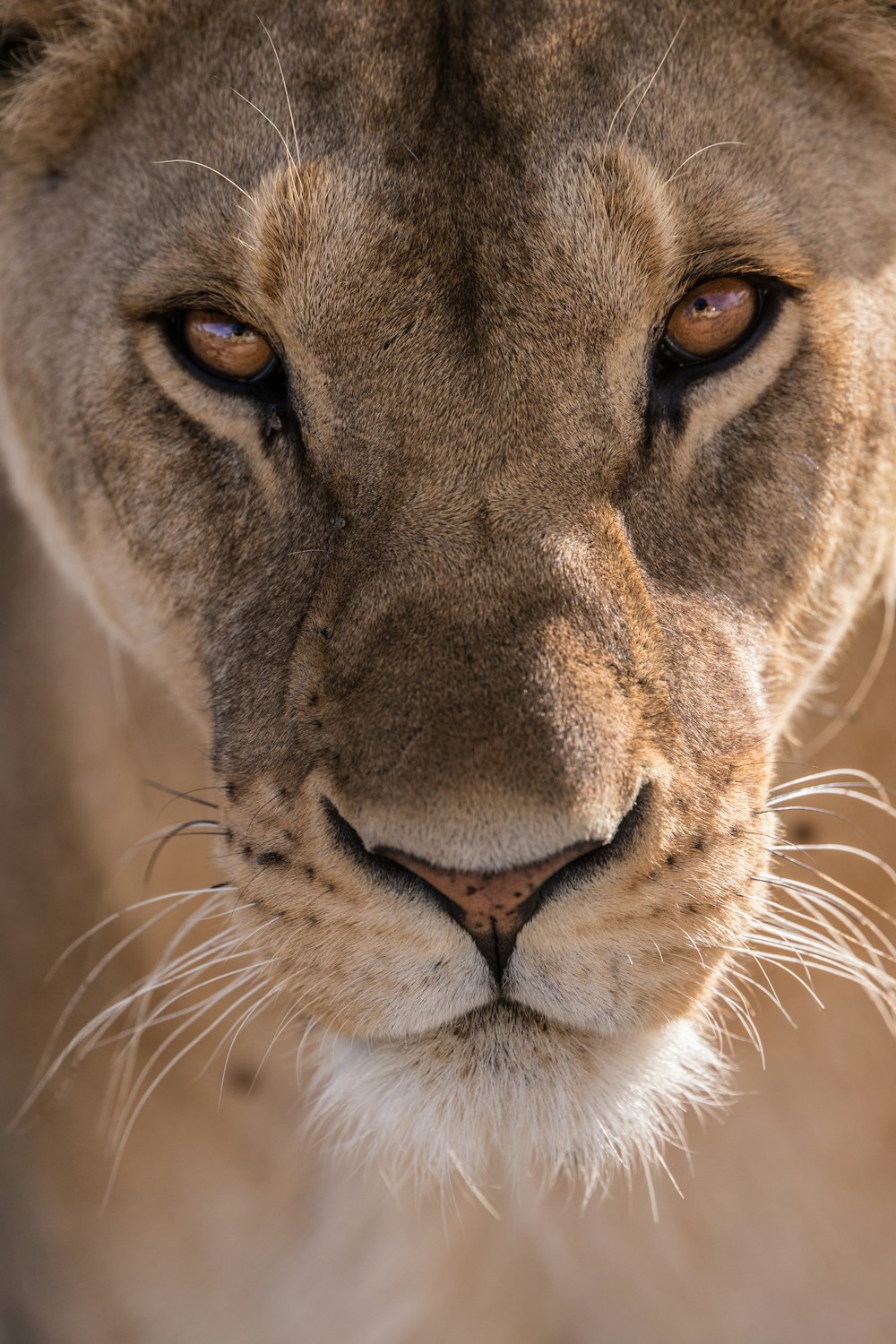 雌ライオンの頭のクローズアップ写真
