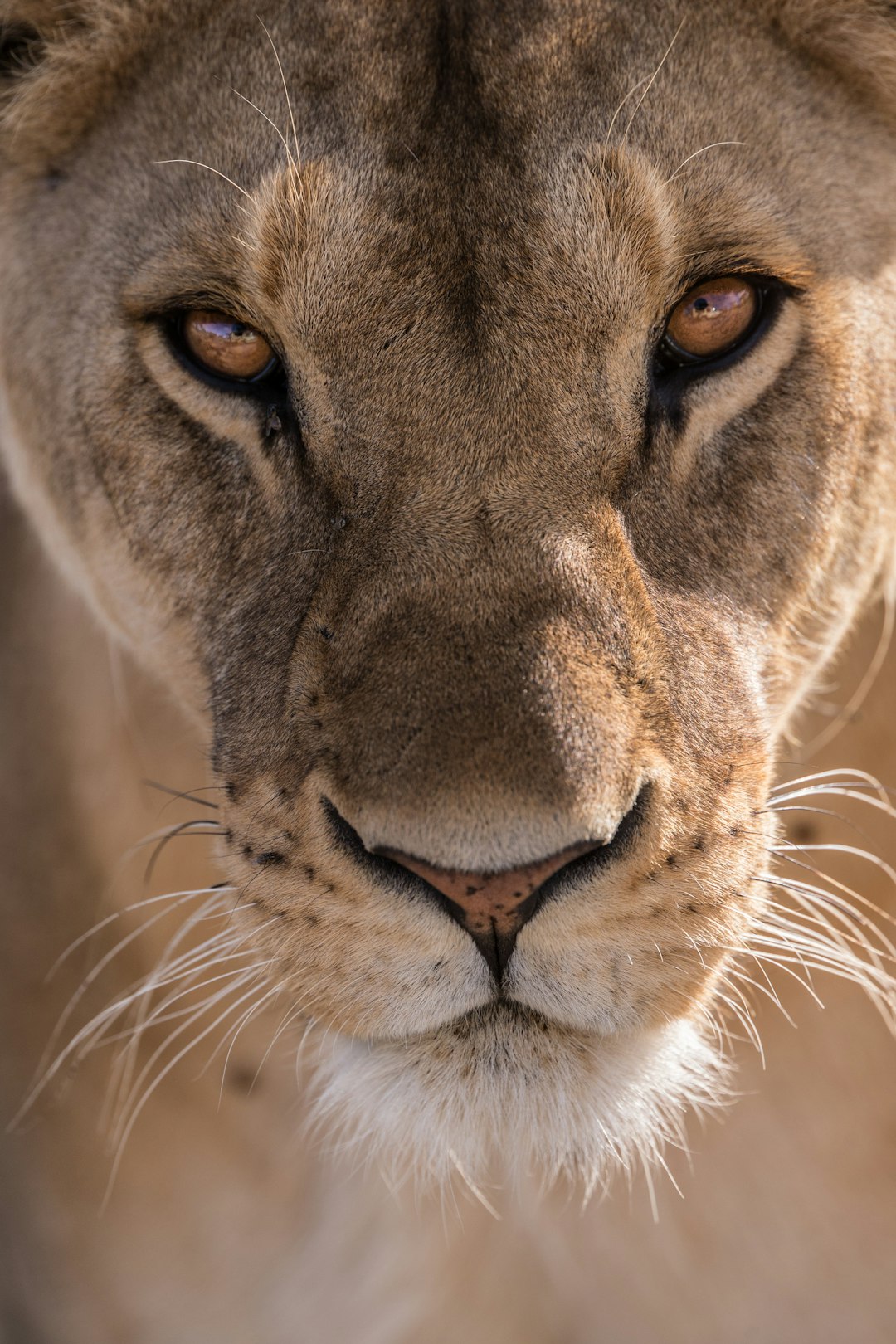  close up photography of lioness head lion