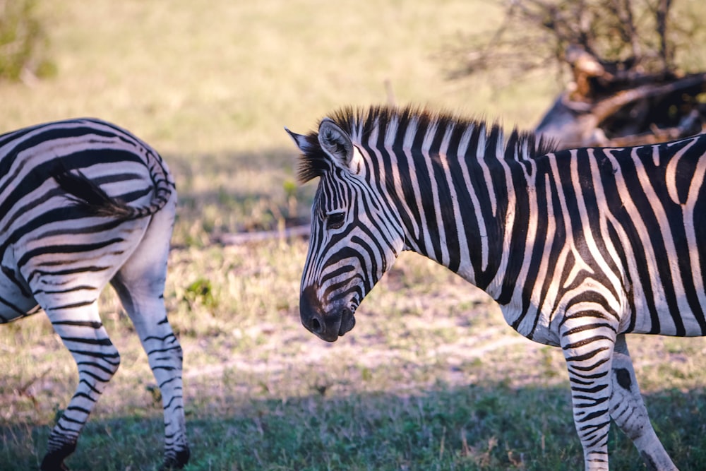 two zebras on green grass during daytime