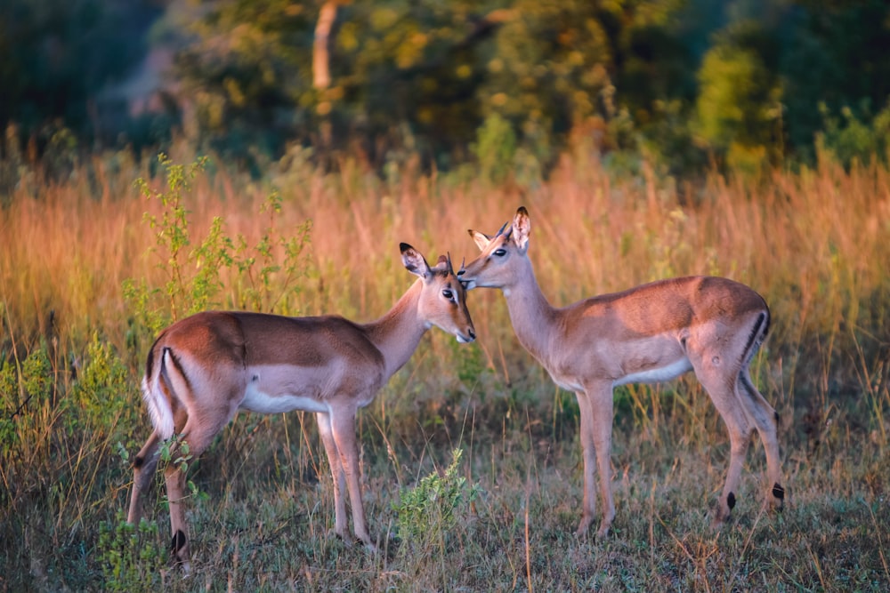 two brown deer on grass during daytime