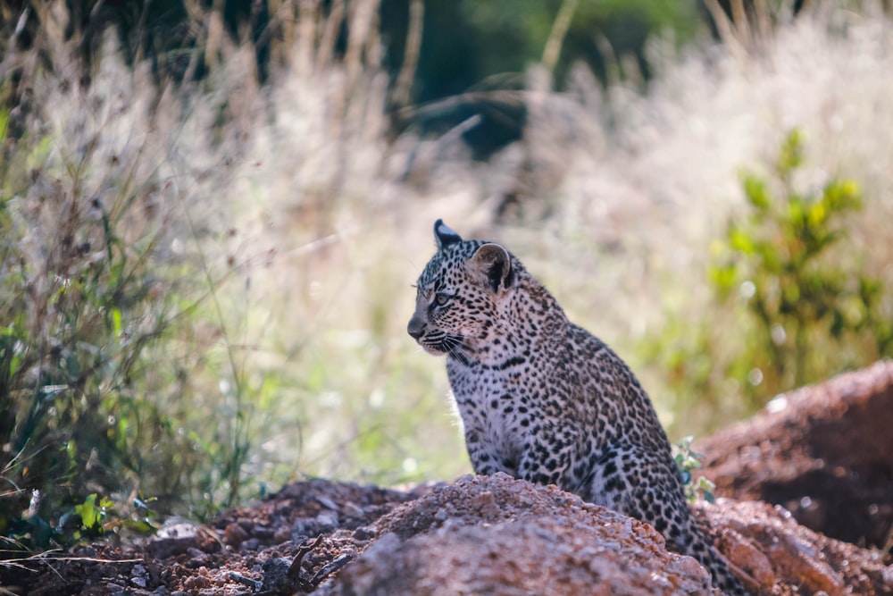 guépard rôdant sur un sol brun