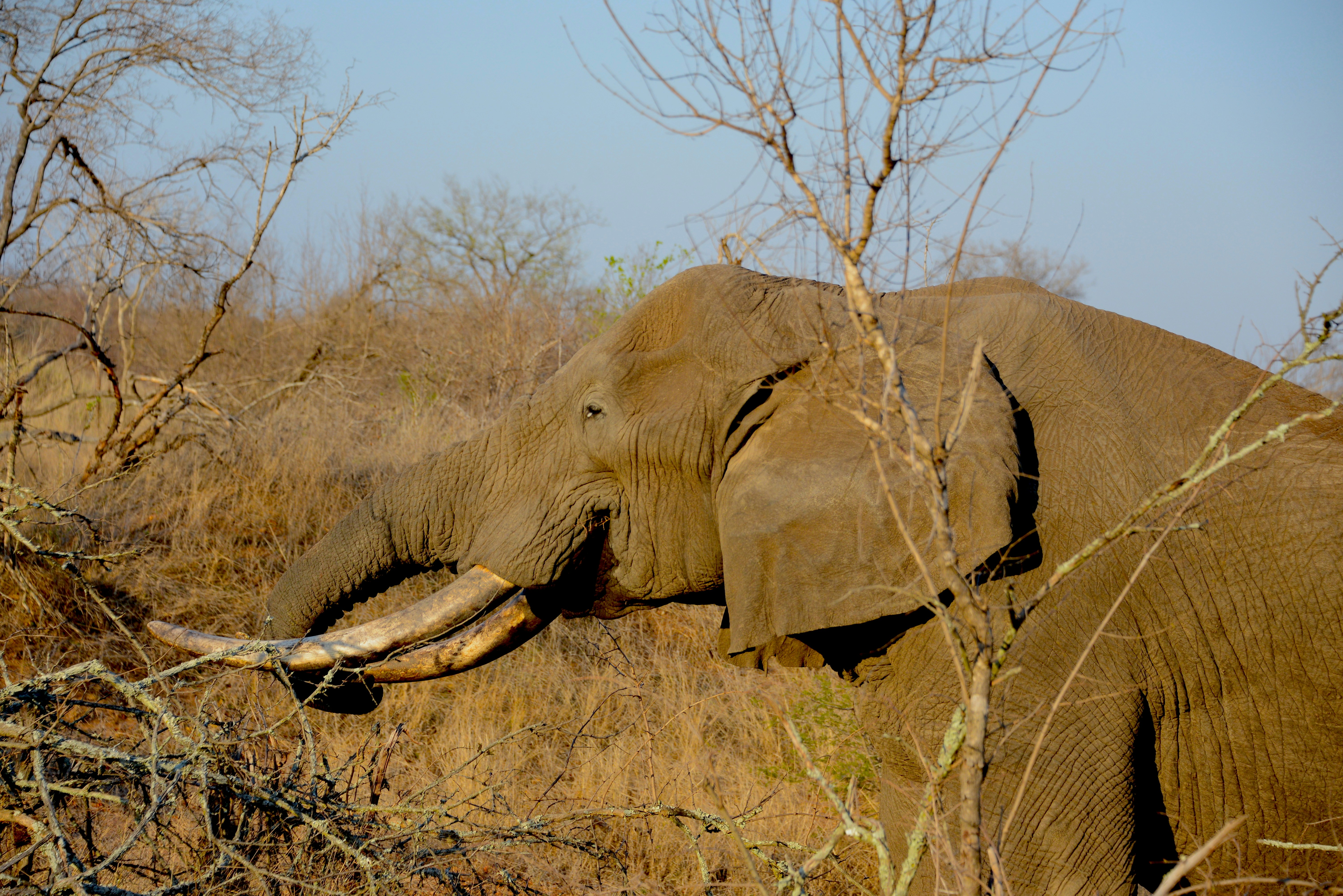 gray elephant beside baretree, We went on safari in October 2017. The northern parts of South Africa where we were, have suffered a crippling drought. While on game drive one day, we saw this elephant foraging for food in very dry vegetation. All we could do, was hope that it would soon rain…