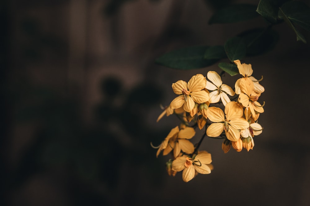 Fotografía de enfoque selectivo de flores de pétalos amarillos