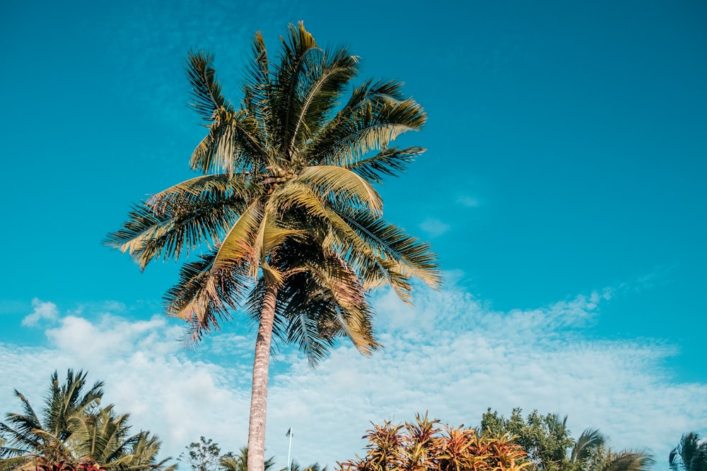 green palm tree