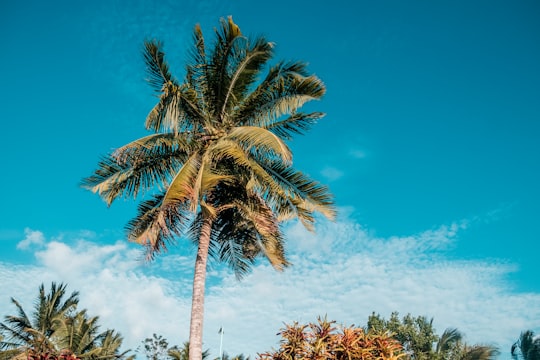 green palm tree in Corozal District Belize