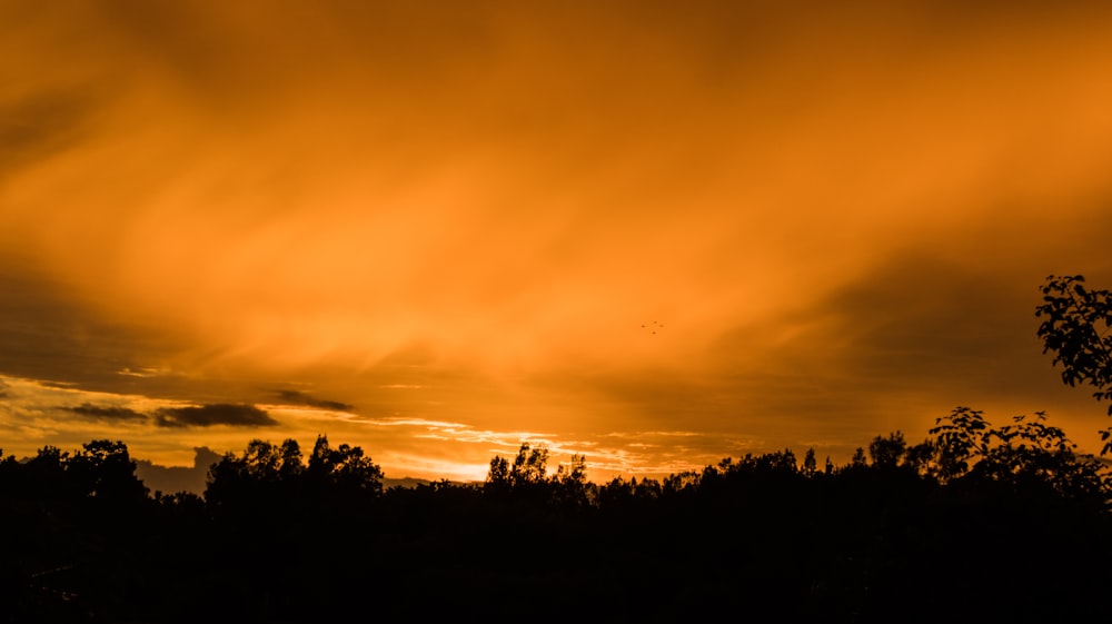 landscape photography of silhouette of trees during sunset