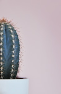 Close-up of a delicate cactus plant in a pastel green pot on a wooden desk.