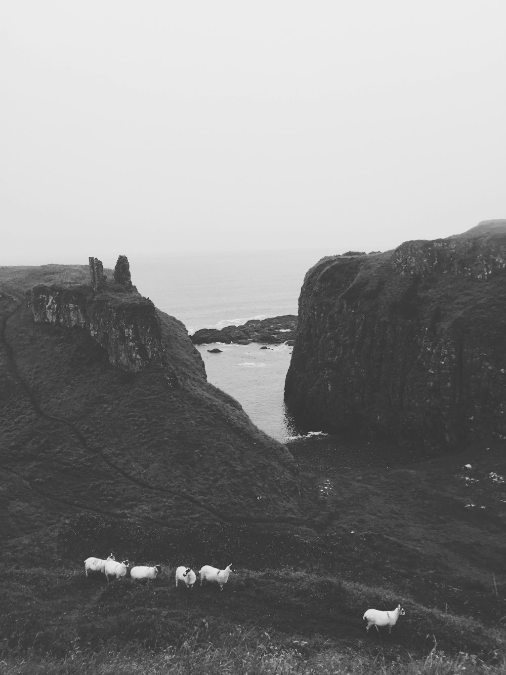 six white animals on grass field near mountains and sea during daytime