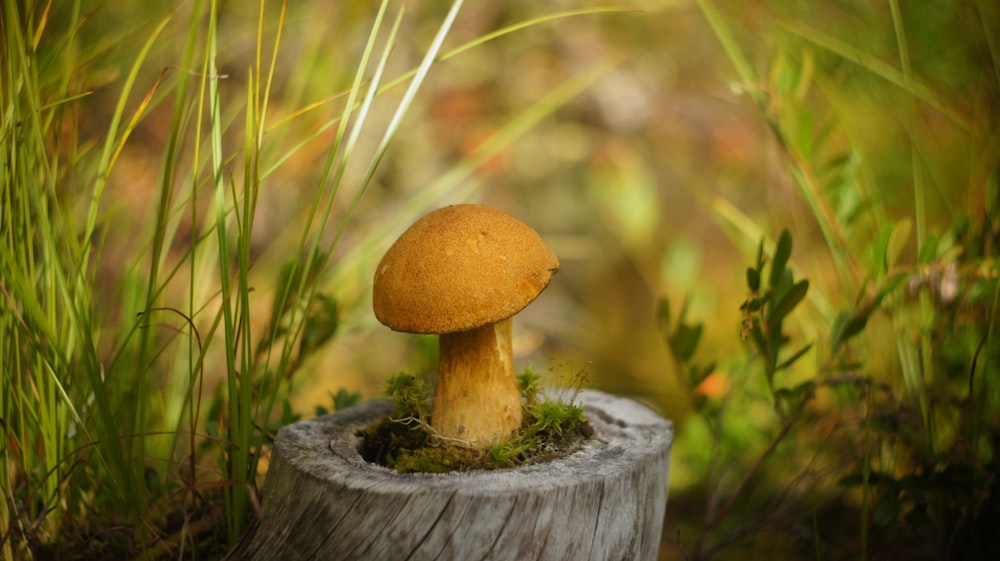 yellow mushroom macro photograpy