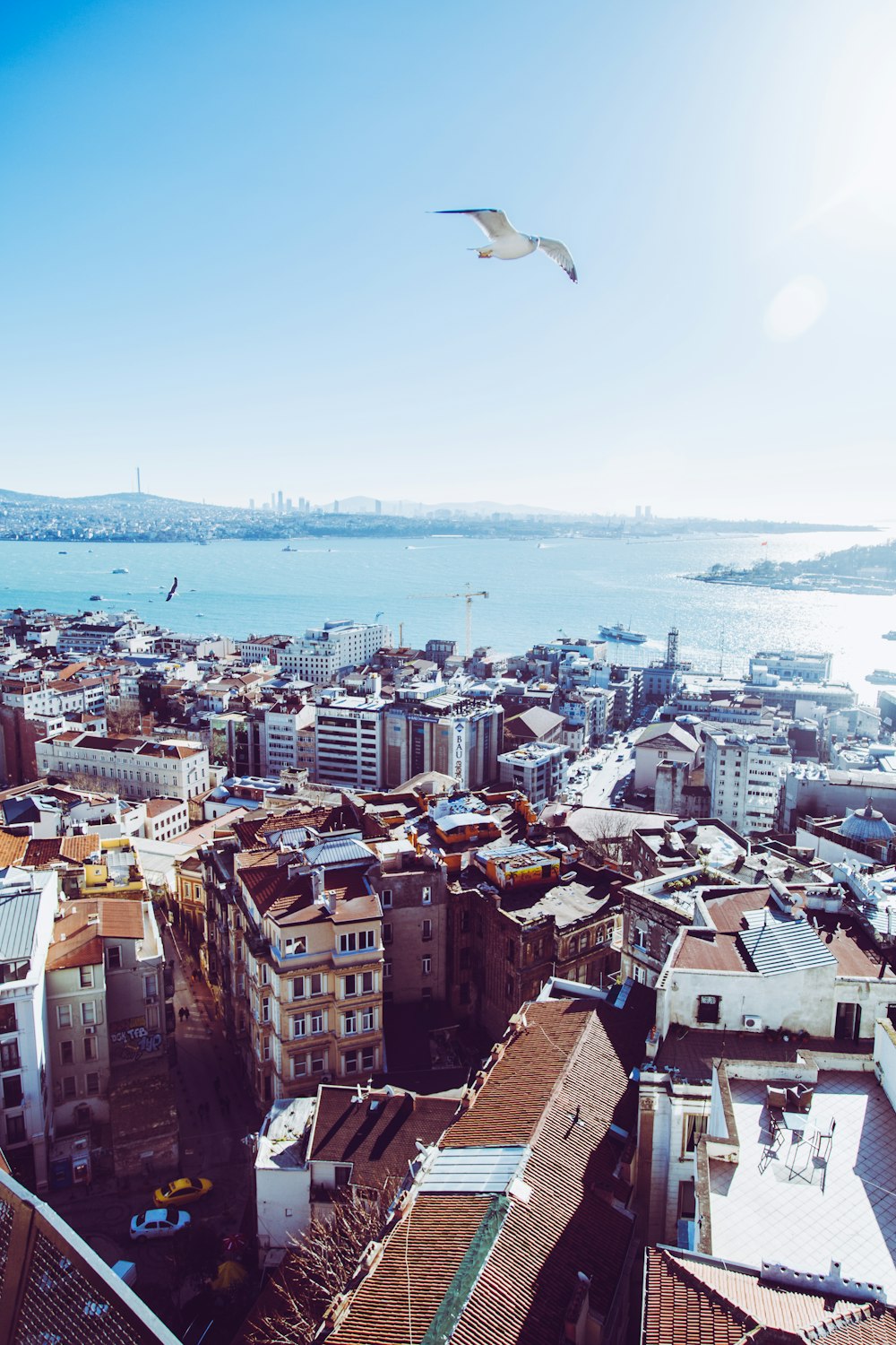 bird eye view photography of white bird above brown high-rise buildings