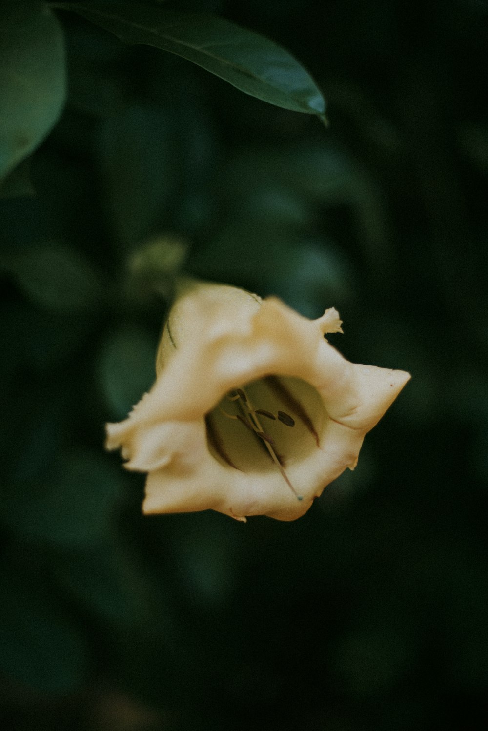 white rose in bloom during daytime