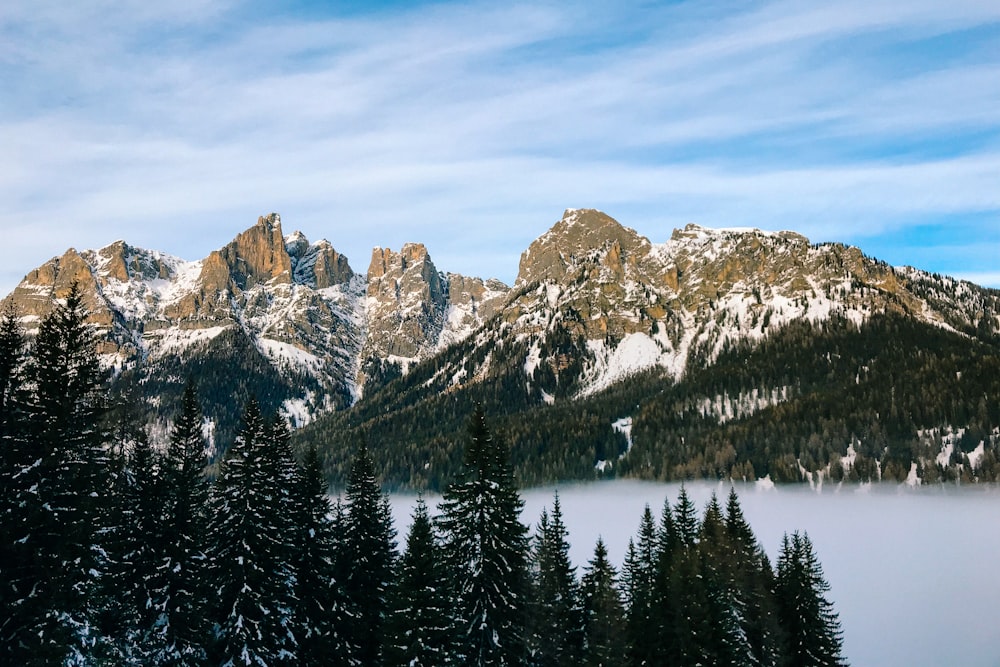 snowy mountains with pine trees surrounded with fog