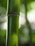 A close-up view of a bamboo stalk, showcasing its smooth green surface and distinctive ringed joints. The background is softly blurred, emphasizing the natural texture and color variations of the bamboo.