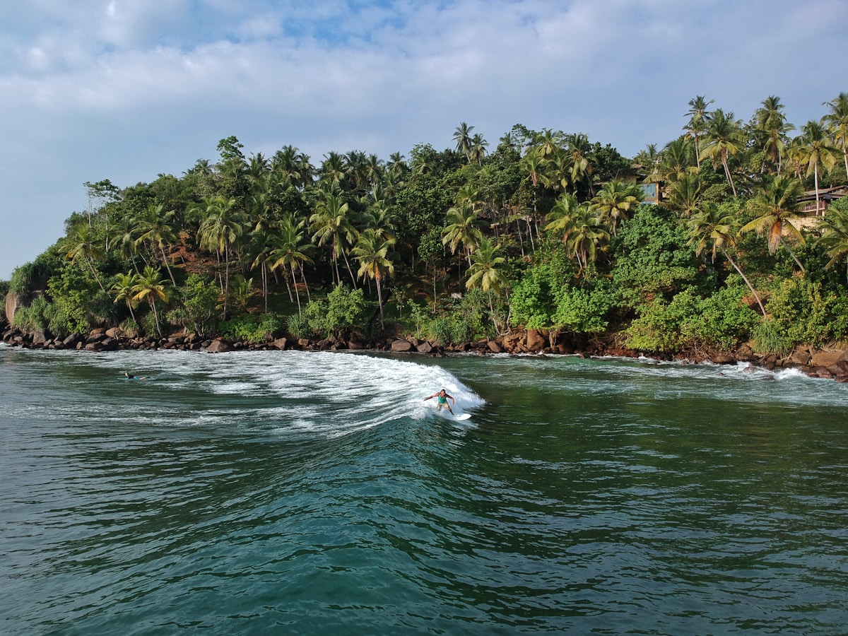 Surfer riding a wave along a palm-fringed coast at Arugam Bay, Sri Lanka