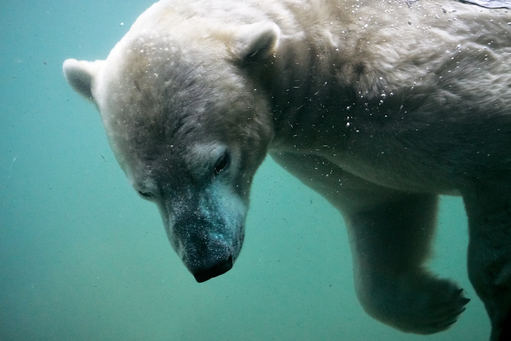 white polar bear swimming on body of water