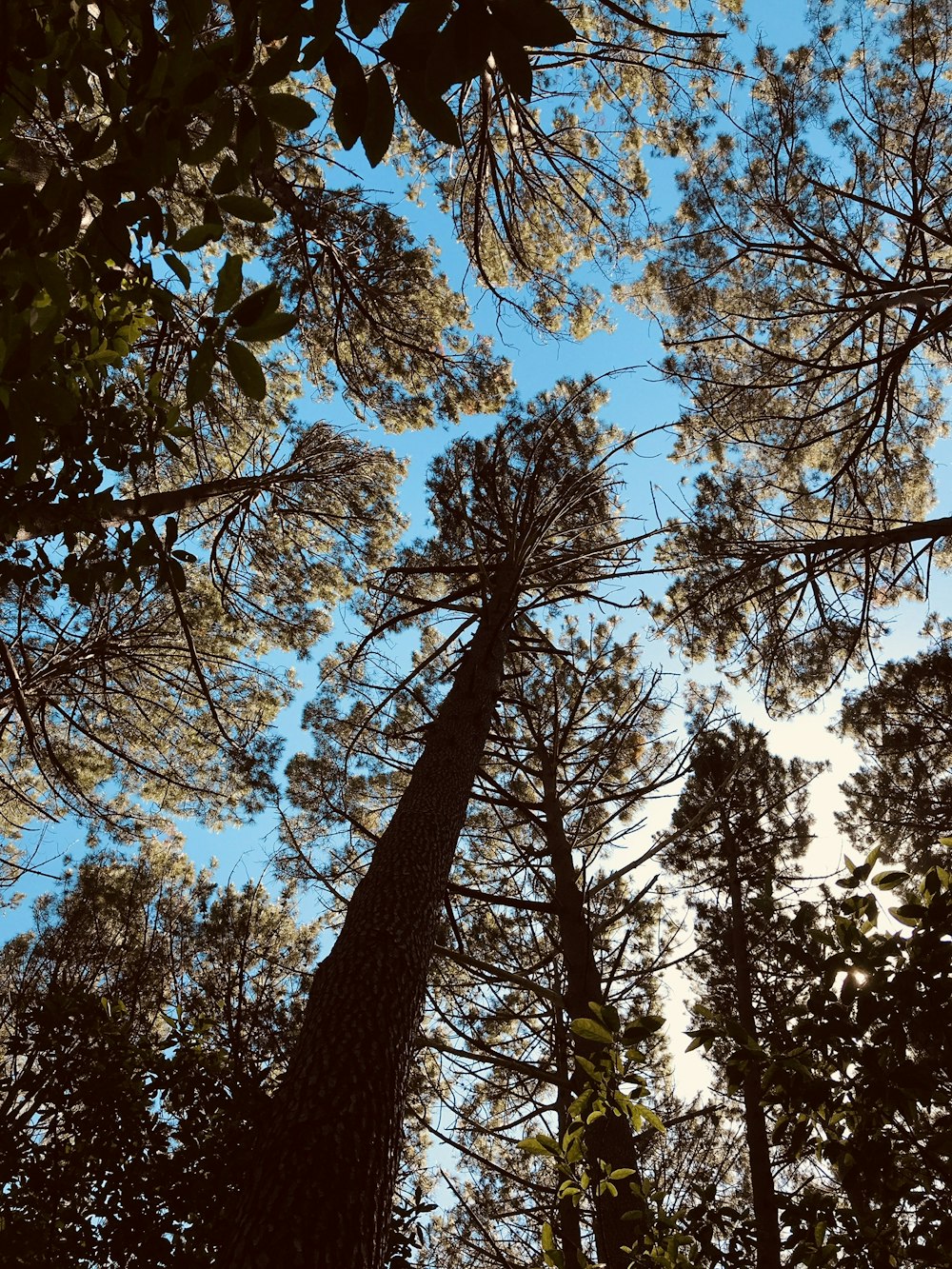 low-angle photography of trees