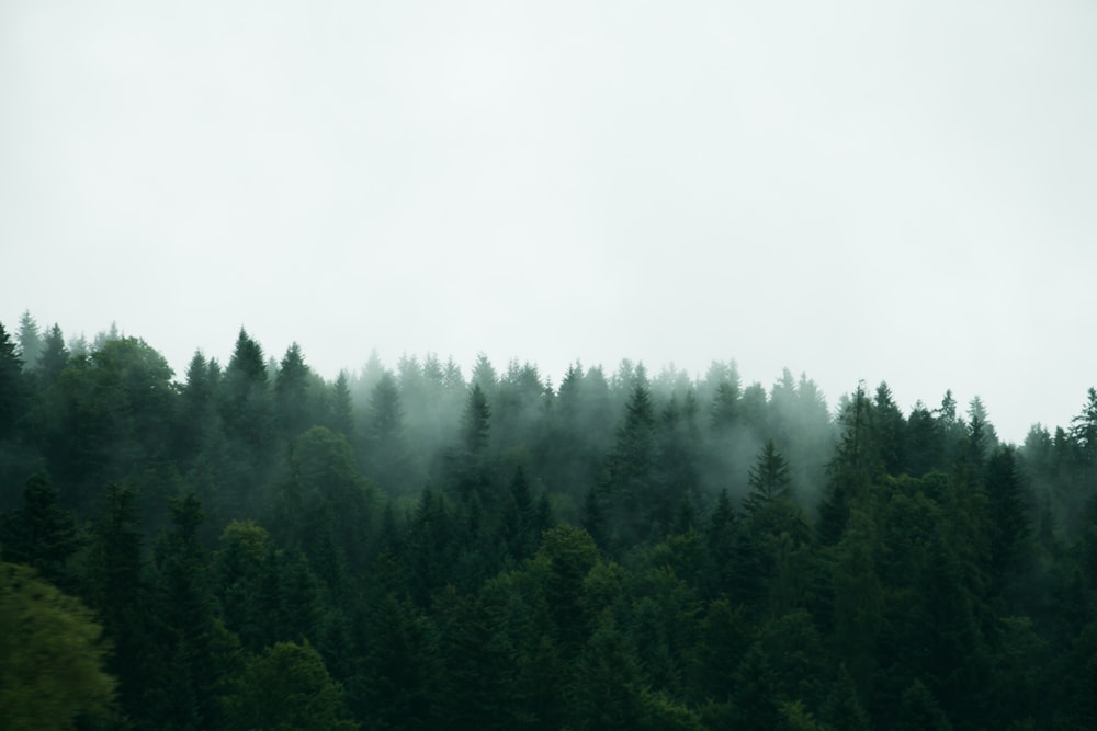 alberi verdi sotto il cielo bianco durante il giorno