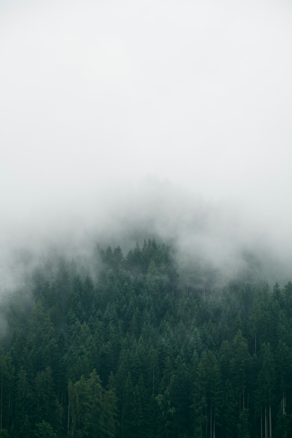 foresta con tempo nebbioso