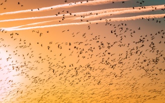 Migration Reimagined: How Global Mobility is Transforming Societies and Economies