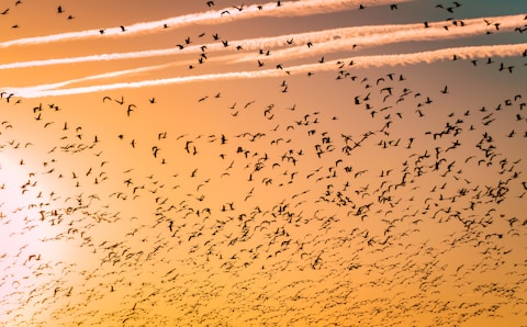 Migration Reimagined: How Global Mobility is Transforming Societies and Economies