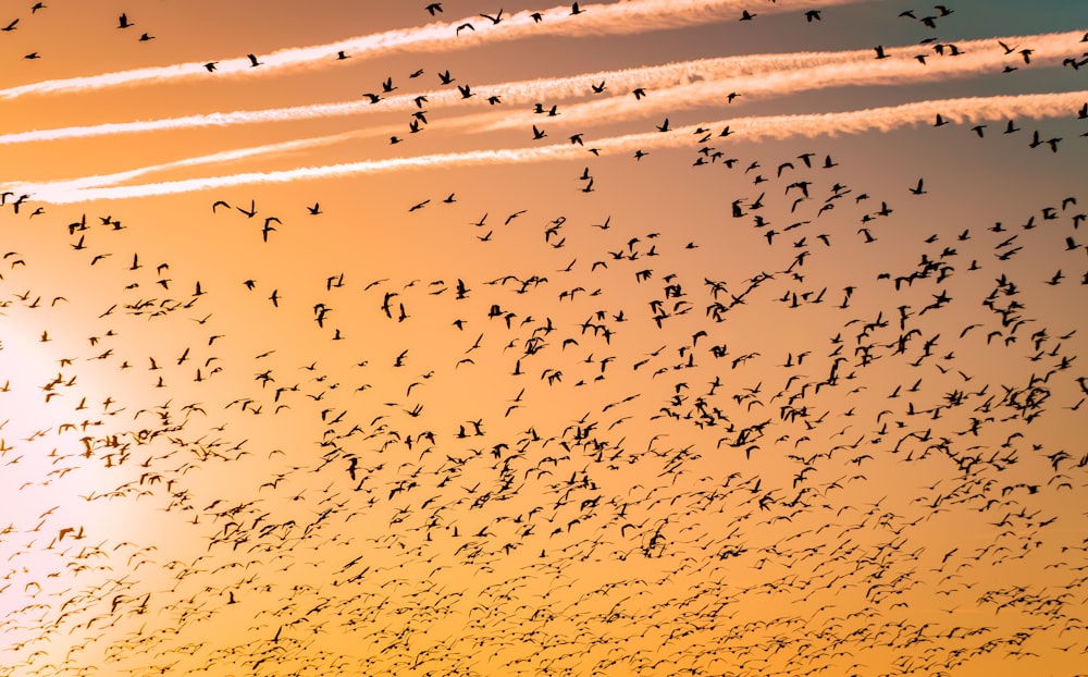 flock of birds