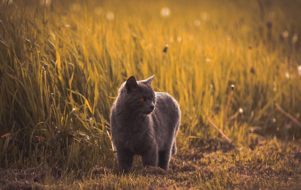 Russian blues standing near green grasses