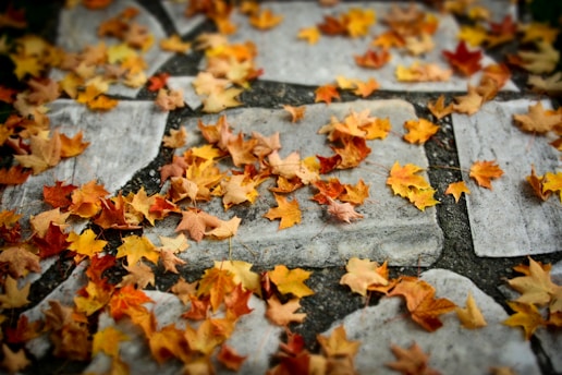 autumn leaves on ground