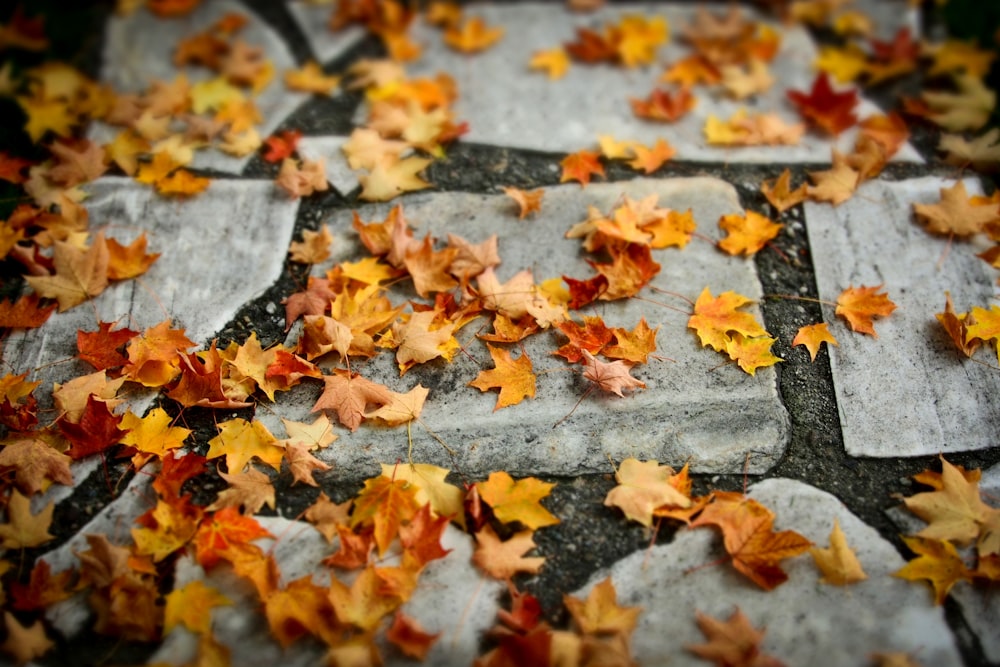 Hojas de otoño en el suelo