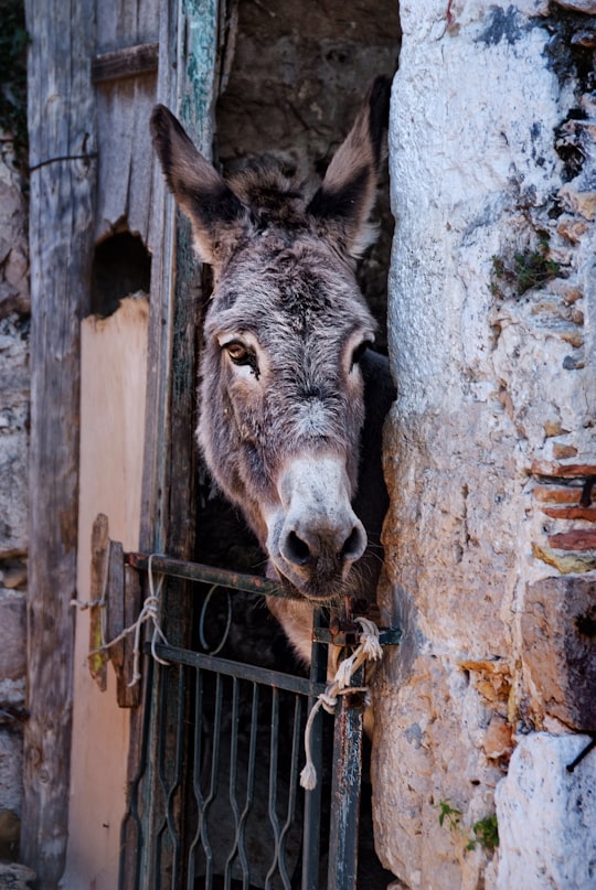 gray donkey inside gray concrete cage in Mljet Croatia