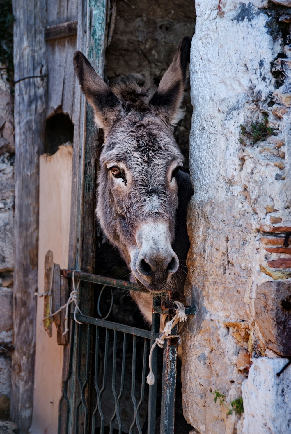 burro gris dentro de una jaula de hormigón gris