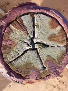 A close-up of a cross-section of a tree trunk displaying concentric growth rings. The surface is marked by deep cracks and is colored in shades of purple, green, and brown, suggesting signs of weathering or mineral deposits.
