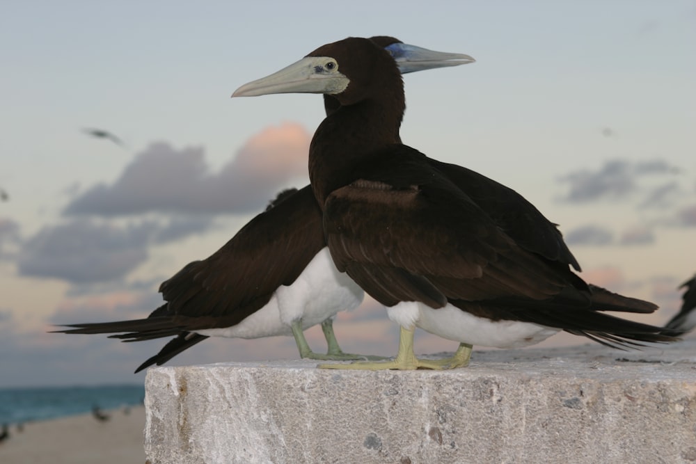 Dos pájaros negros sobre una superficie de hormigón gris